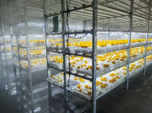 陕西榆林2万棒香菇菌棒出口韩国