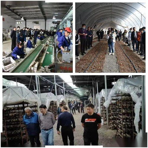 2020中国 宜昌 远安 食用菌产业发展大会在远安成功举行