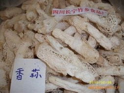 香荪 竹荪 干货 厂家直供 野生食用菌 菌类 四川省长宁县竹乡食品厂