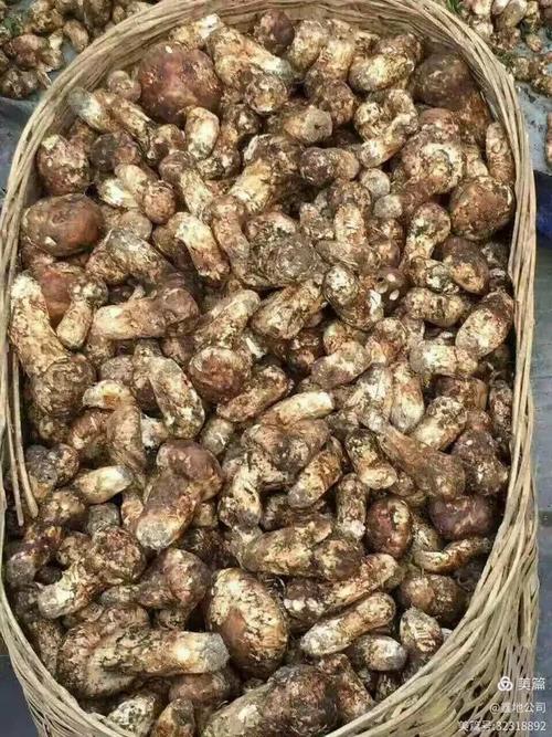 餐桌上的免疫守护者 常见食用菌产品的前世今生
