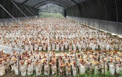 巫溪县优质平菇荣获2021年度重庆名牌农产品称号，食用菌产业再添新彩