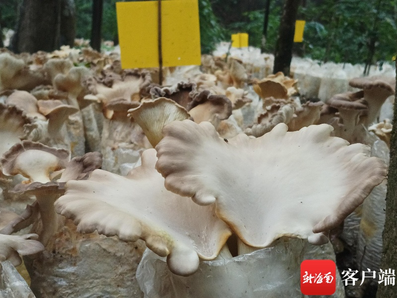 数字铺就致富路 江西广昌食用菌产业借数字乡村建设释放“数字红利”