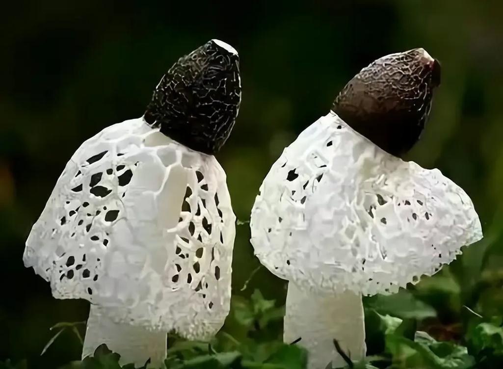 七月你好 用食用菌守候四季轮转的美味与好运