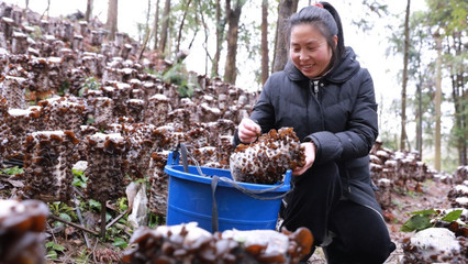 不误农时春收忙——贵州省剑河县食用菌产销两旺纪实